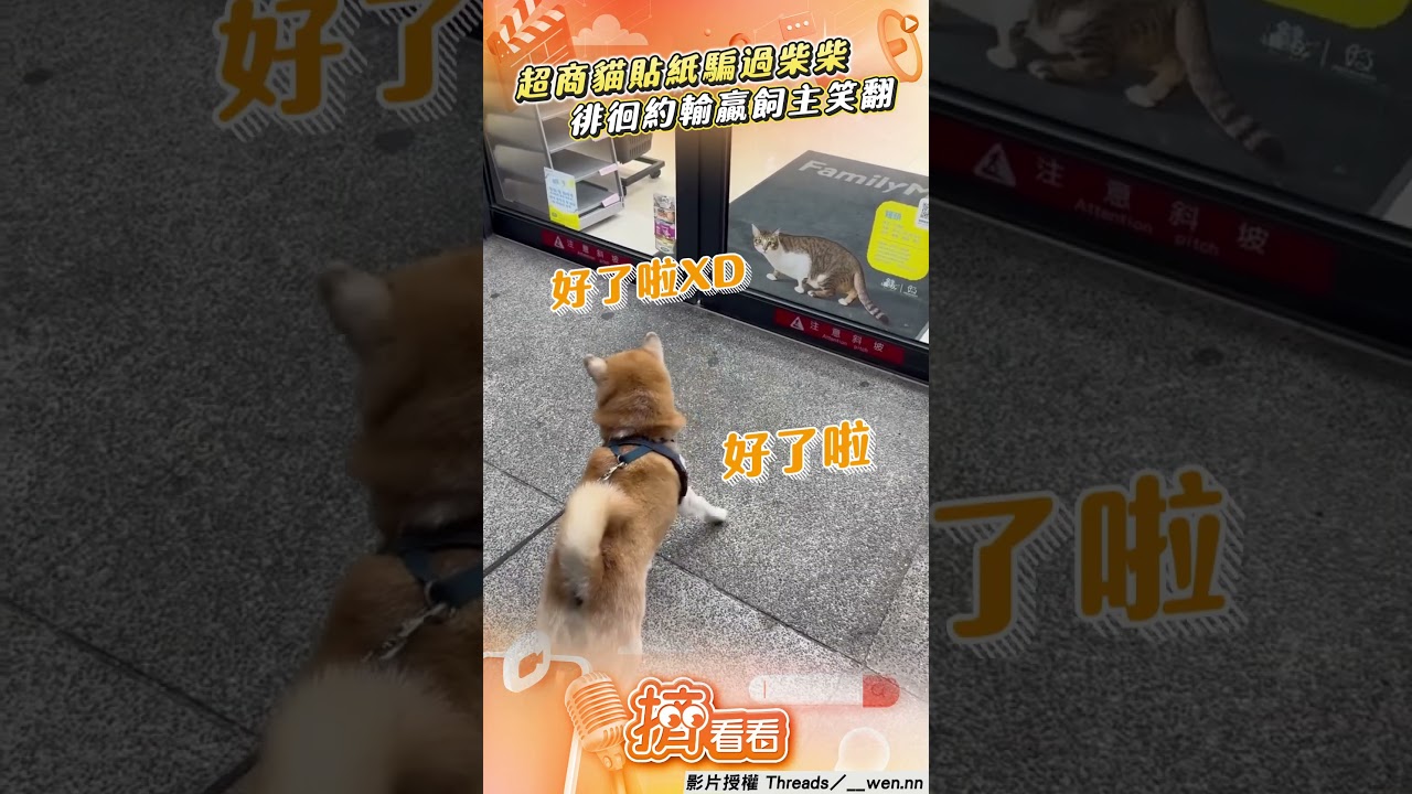影音/超商貓貼紙「太逼真」騙過柴柴! 門口徘徊約輸贏飼主笑翻