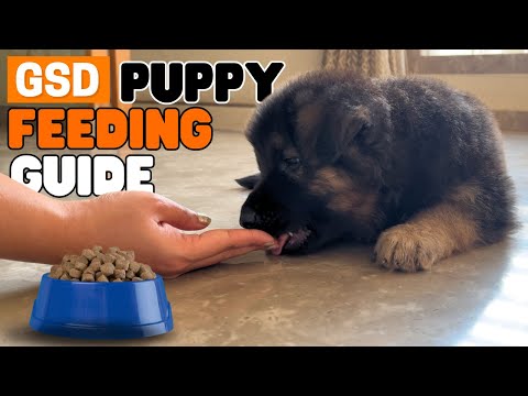 Complete German Shepherd Puppy Feeding Guide