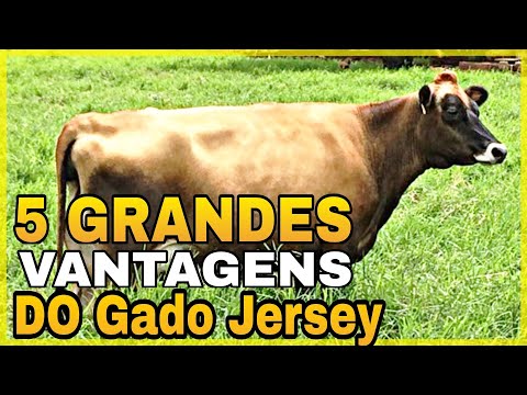 , title : '5 GRANDES VANTAGENS DO GADO JERSEY.'