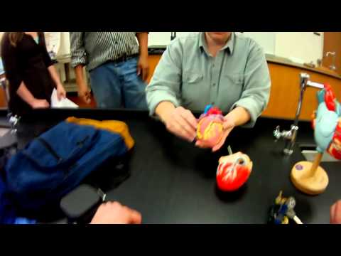 Heart Model review for A&P 2 Lab practical