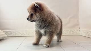 ハーフ犬の動画01