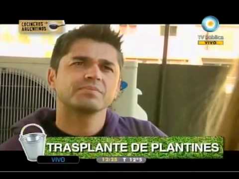Albahaca y tomate cherry (capítulo 20)