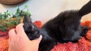 Video of adoptable pet named Salem