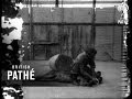 Lionheart 1931