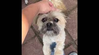 Video preview image #1 Shih Tzu Puppy For Sale in Weston, FL, USA