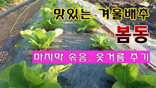 [텃밭농부 1,720]  맛있는 겨울배추 봄동. 마지막으로 솎아 주고 웃거름 푸짐하게 주는 방법. #봄동재배