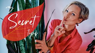 My Secret To Beautiful Plants - How To Keep Your Plants Look Amazing