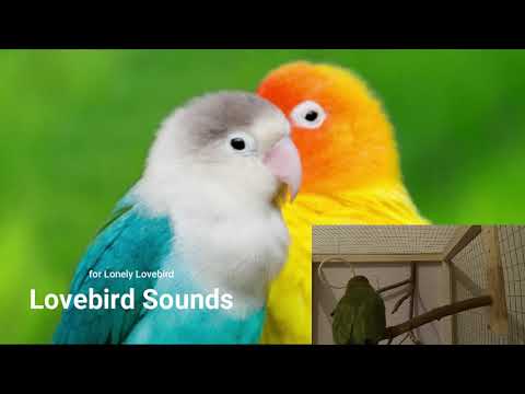 3h of Lovebird Sounds for Lonely Lovebirds