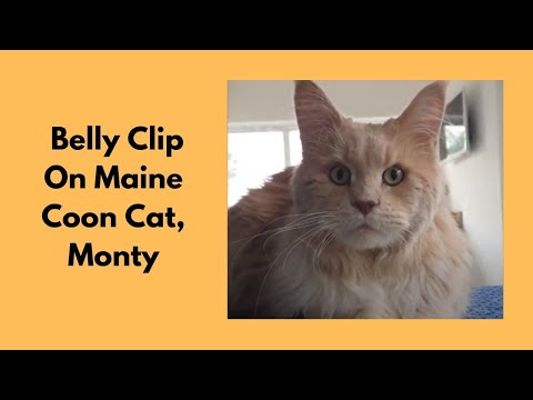 Belly Clip On Maine Coon Cat