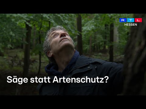 NABU kritisiert hessische Forstpolitik - sollen tausende ökologisch wertvolle Bäume gefällt werden?