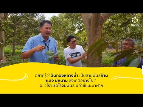 🔴 ต้นทองหลางน้ำ "ก้านแดง มีหนาม" แท้ไม่แท้ดูอย่างไร อ. วิโรจน์ วิโรจน์พันธ์ ชี้ให้เห็นแบบชัดๆ