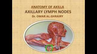Axilla region Anatomy with Axillary lymph nodes. Omar Hammad