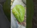 Want To Have Big Genitals