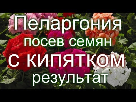 🏵️#Пеларгония. Посев семян с кипятком. Результат.