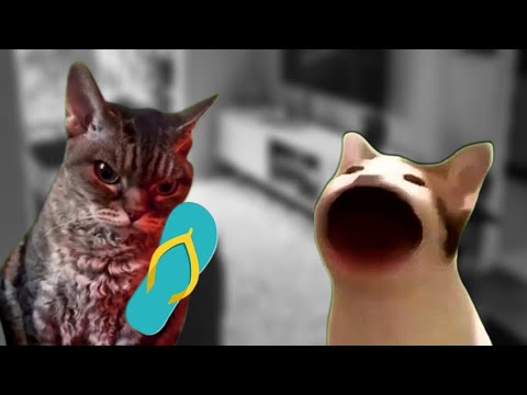 Compilation of the best videos from the channel