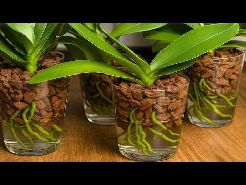 AFTER I CREATED THIS METHOD I NEVER LOST AN ORCHIDS AGAIN