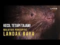 Landak Raya Si Comel Yang Berduri