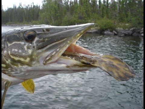 Pikes Jumps Out of Water to Avoid Bigger Pike Attack! - Northern Saskatchewan Pike Fishing