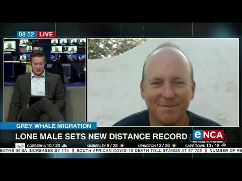 Lone whale sets new distance record