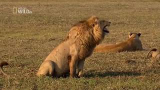 FUNNY LION LAUGHING VIDEO  LAUGHING LION  funny li