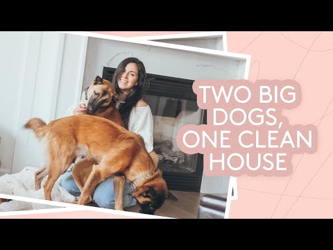 1st YouTube video about how to keep house clean when dog is in heat