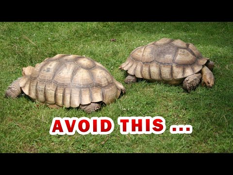 The ULTIMATE SULCATA spurred Tortoise food list & diet