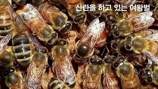 꿀벌의 여왕벌은 통치자로서의 왕이 아니다. 그렇다면 누가 왕일까?
