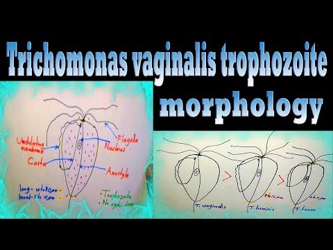 A Trichomonas tünetei nem jelennek meg