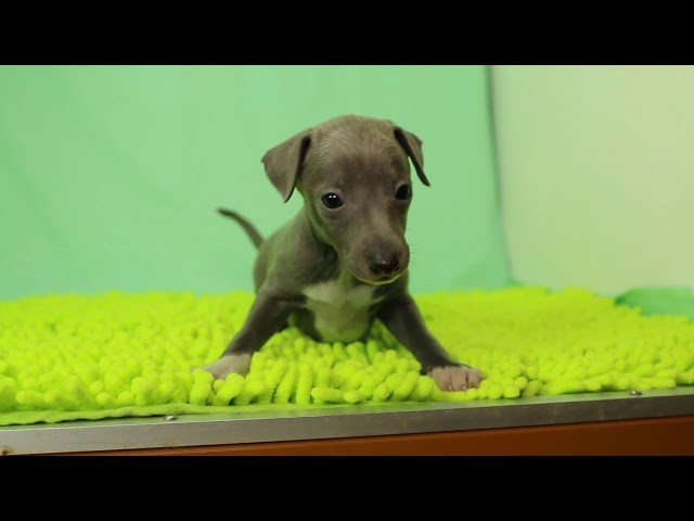 ブリーダー/ショップマロニエケンネル MARRONNIER KENNELのイタリアン・グレーハウンドで番号が2681です