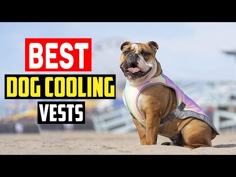 Top 5 Best Dog Cooling Vests Review in 2022