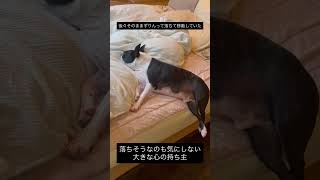 犬にその位置は正しくないよってお伝えしている #ボストンテリア