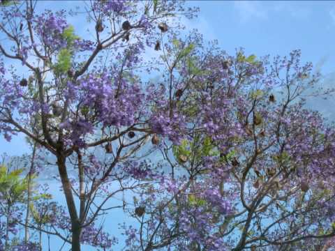 Manimanina - Ny Antsaly