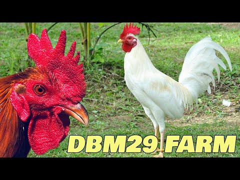Nice Big Farm Visit Philippines - DBM29 FARM