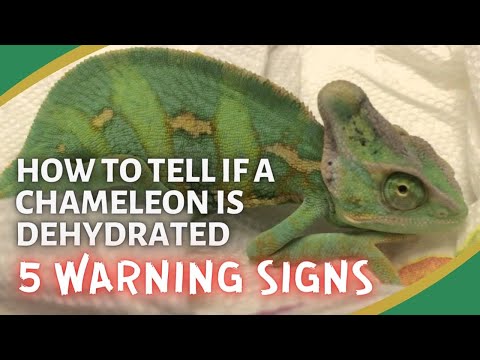 5 Warning Signs of a Dehydrated Chameleon