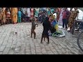 Funniest Monkey Dance best Comedy video bandar ka khel Funny Street Magic (part 4) Funniest Monkey Dance best Comedy video bandar ka khel Funny Street Magic (part 4)