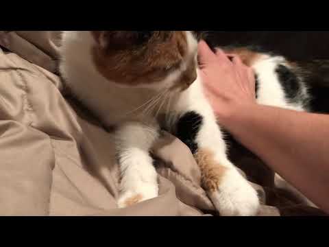 Cat purring breathing issues lung cancer