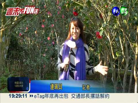 陽明山賞花趣! 茶花綻放邀你聞香