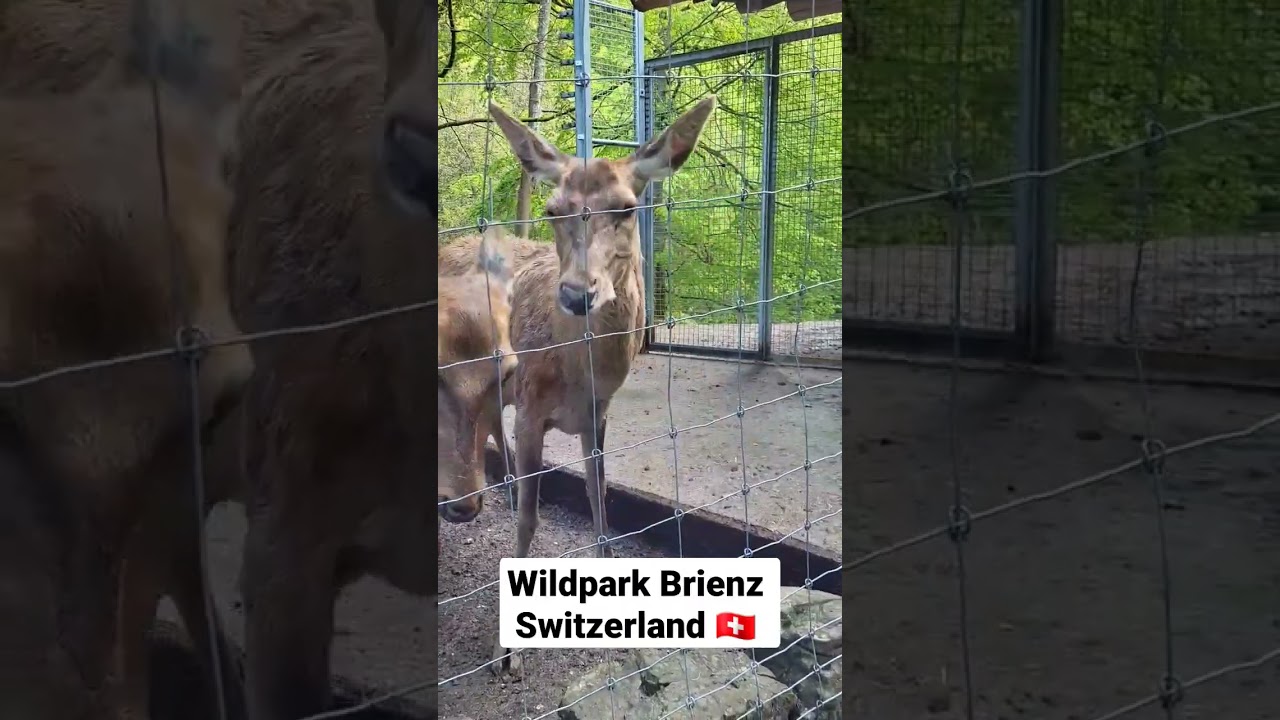 YouTube Short thumbnail