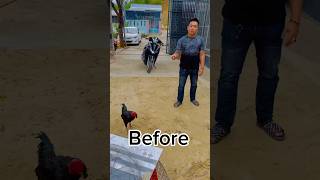 Download lagu After 20 hours #aseelmurga #myfarmupdateaseel #allpetloversaseel #chicken #allpetstv #birds mp3 Download lagu After 20 hours #aseelmurga #myfarmupdateaseel #allpetloversaseel #chicken #allpetstv #birds mp3