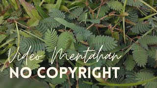 Download lagu VIDEO MENTAHAN ALAM/NATURE | CINEMATIC/AESTHETIC/ESTETIK/QUOTE NO COPYRIGHT( HP Oppo A5 2020) mp3