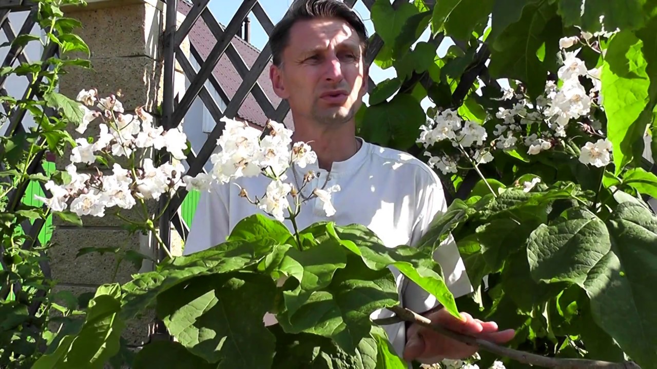 Катальпа (Catalpa bignonioides)