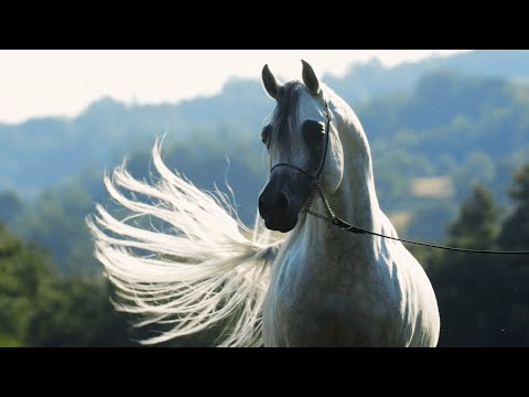 D ARGHAD - (FA El Rasheem x Krystal Tiara, by Ekstern), Grey Stallion