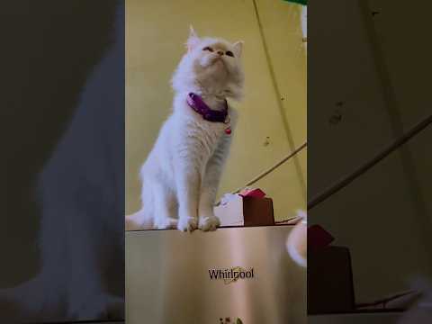 Billi Ghar Me Palne Fayde | islamic bayan billi Palne Ke Fayde बिल्ली पालने के फायदे।#cat#catvideos