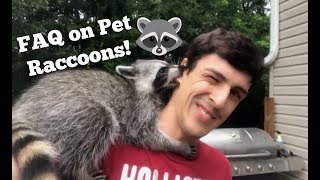 FAQ About Owning a Pet Raccoon!