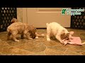Cockapoo dogs for sale: Missie  - Video 1
