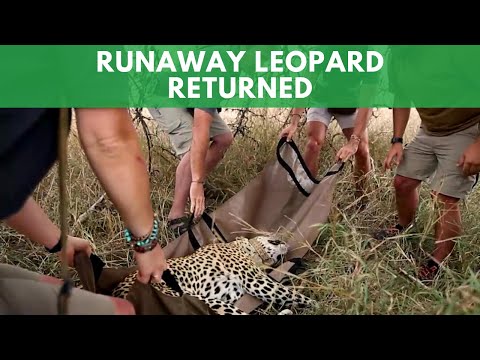 Runaway Leopard Returned To New Home