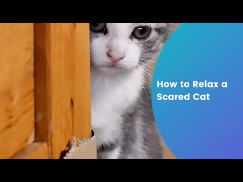How to Relax a Scared Cat – Easy guide