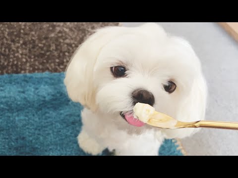 犬用アイスクリームのレシピ