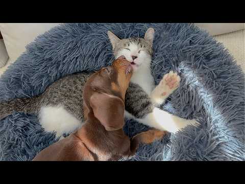 YouTube 썸네일