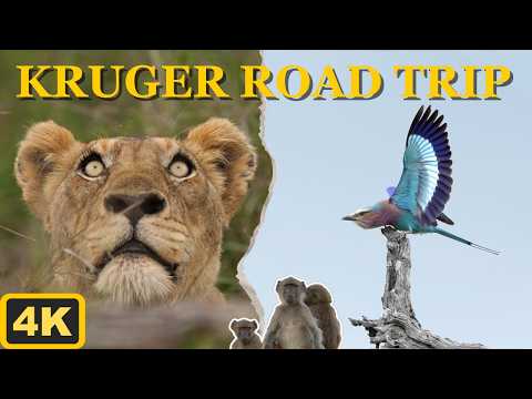 Kruger Summer Birding Road Trip